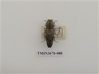 藏品(叩頭蟲(1))的圖片